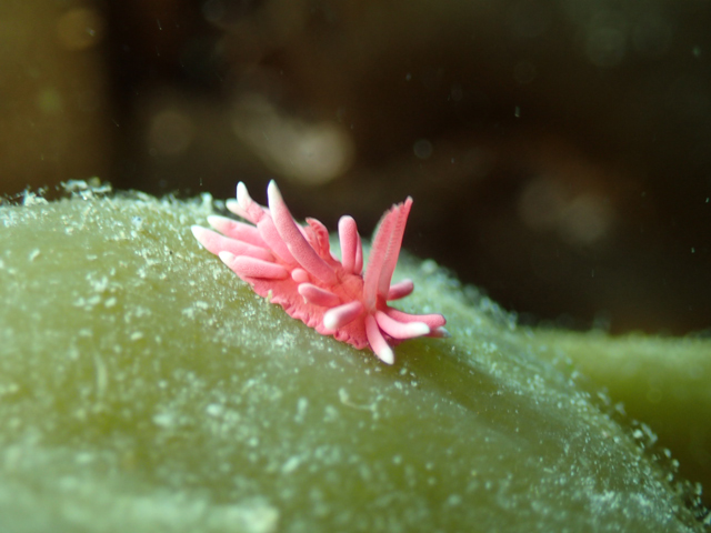 フクロノリにちょこん