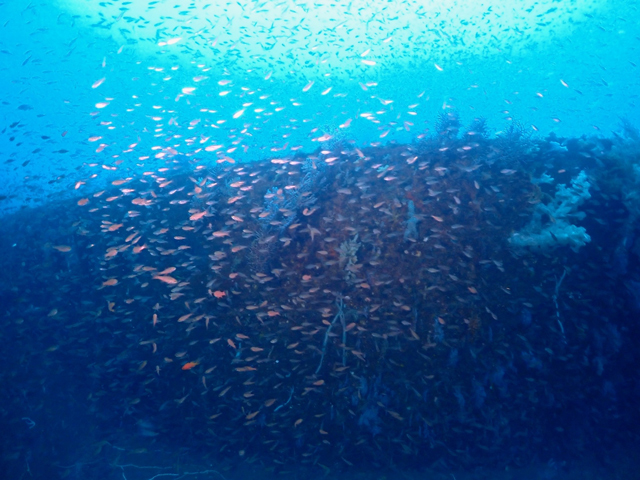 熱海沈船群れ群れ