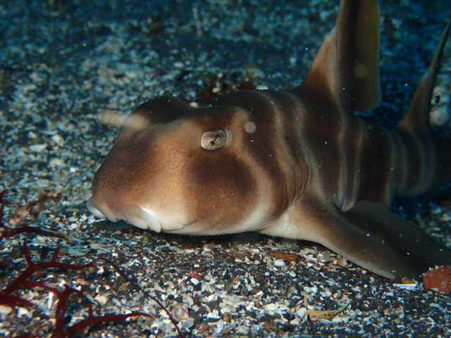 アップネコザメ