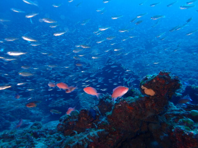 イシモチにアカオビ