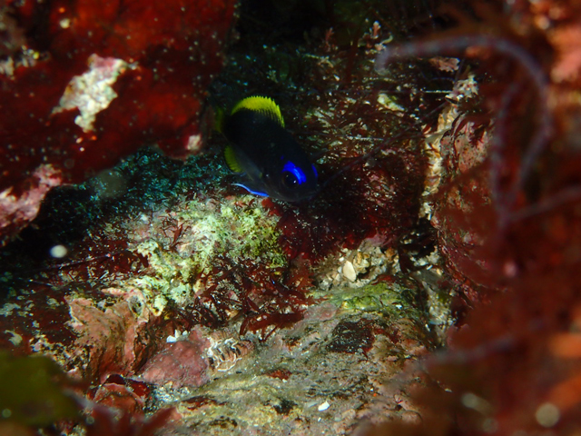 ゲッコウスズメダイ幼魚