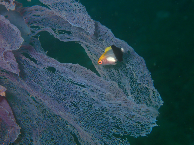 スケスケキツネベラ幼魚