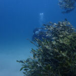 透明度絶好調の川奈ビーチ！2025-4-21