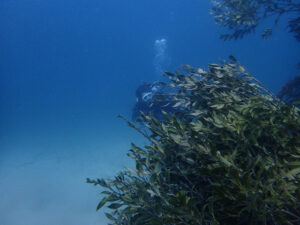 透明度絶好調の川奈ビーチ！2025-4-21