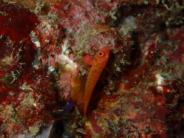 オキナワベニハゼ