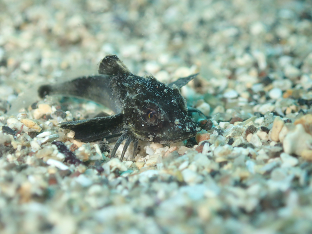 ホウボウの幼魚かわいい