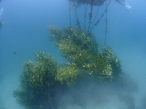 川奈ビーチにアオリイカ産卵床設置しました!2025-4-9