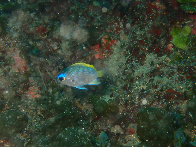 可愛いゲッコウスズメダイ