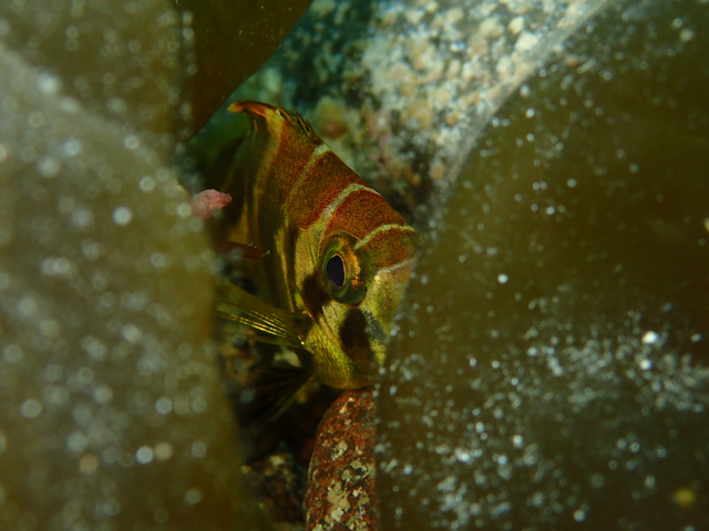 タカノハダイ幼魚は可愛い