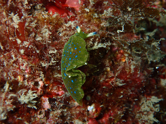 ミドリガイ綺麗