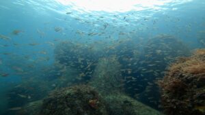 川奈でアオリイカの産卵が始まりました！！2025-5-8