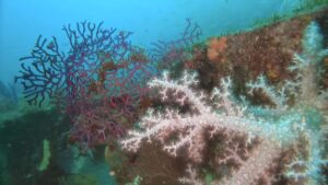 平日の川奈マンツーマンでのファン&期間限定ボートポイント「ウバコーラル」のオープン準備！2025-5-15