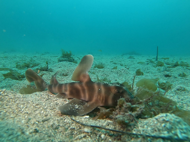 ネコザメ川奈ビーチ