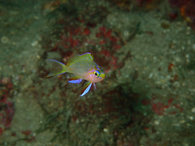 キシマハナダイが今年も登場