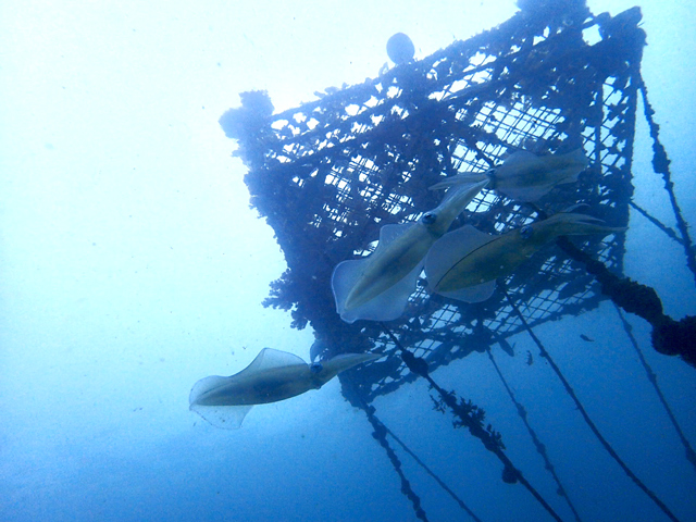 アオリイカの産卵ショー