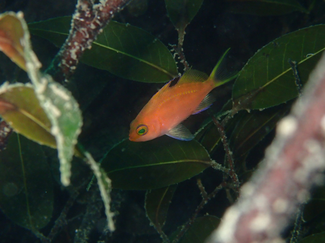 やぐらにサクラダイ