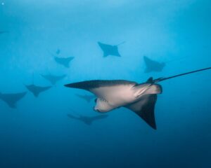 6月22日(日)安良里2ボートダイビングツアー参加者募集中!