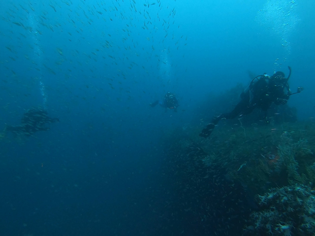 中層は群れ群れ