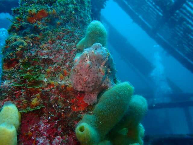 初島のイロカエルアンコウ