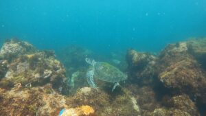 またまたウミガメに会えました！川奈ビーチ　2025-6-20