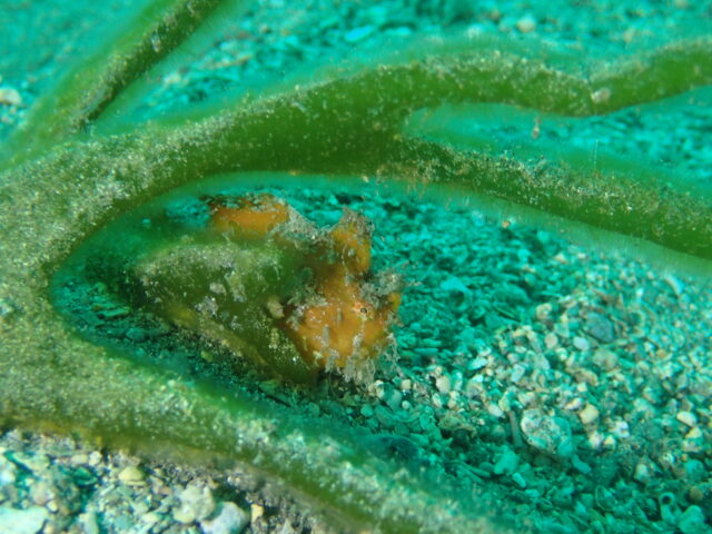 カエルアンコウ