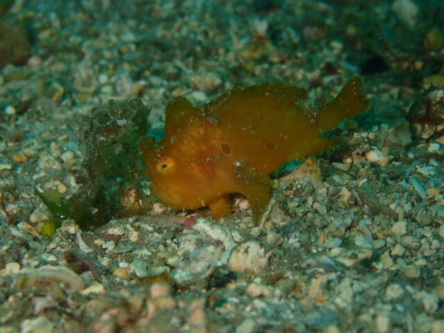 カエルアンコウ