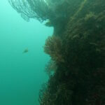 今日も晴れてダイビング日和!川奈ビーチ 2025-6-30