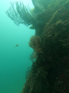 今日も晴れてダイビング日和！川奈ビーチ　2025-6-30