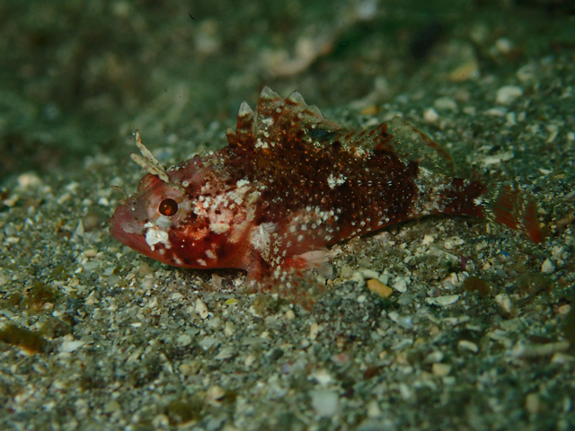 カサゴ幼魚