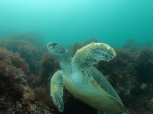 ウミガメざんまいです！川奈ビーチ2025-7-6