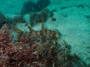 川奈ビーチで常連様とまったりファンダイビング 2025-6-19