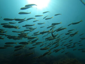 水温上昇で気持ちいい～川奈ビーチ 2025-6-27