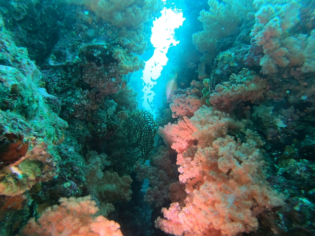 熱海、ビタガ根