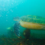 ウミガメに会える海、川奈ビーチ！2025-6-10