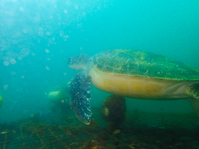 ウミガメに会える海、川奈ビーチ!2025-6-10