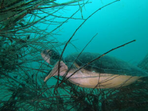 川奈ビーチでOW、AOW講習にファンダイブ!2025-7-12