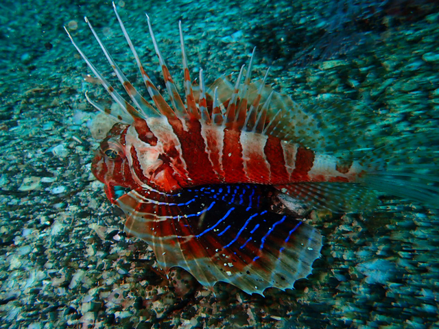 深海のカサゴ、セトミノカサゴ