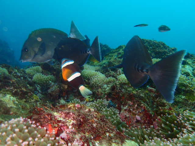 イソギンチャク根のクマノミ
