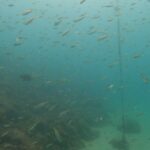 マンツーマンでじっくりAOW講習!川奈ビーチ 2025-7-15