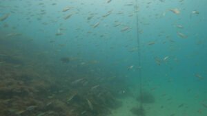 マンツーマンでじっくりAOW講習!川奈ビーチ 2025-7-15