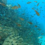 テトラポット沿いの群れがすごい!川奈ビーチ 2025-7-27