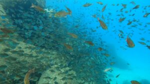 テトラポット沿いの群れがすごい!川奈ビーチ 2025-7-27