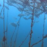 川奈ビーチでAOW＆エンリッチ講習！　2025-7-2