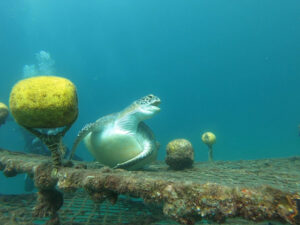 3連休の川奈ビーチは青くて最高のコンディションでした!2025-7-22