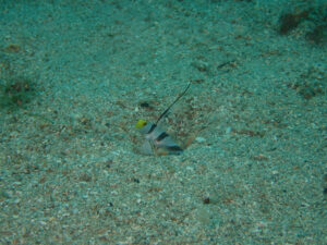 マクロもワイドも楽しい川奈ビーチ 2025-7-24