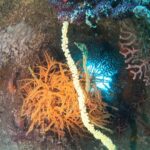 西伊豆は天気も海も良好です!平沢ビーチ 2025-8-1