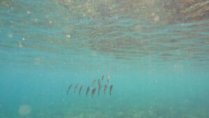 暑いけど、海も穏やかで楽しく講習できる一日でした! 川奈ビーチ 2025-8-5