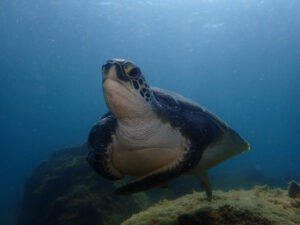 穏やかな日が続いています!川奈ビーチ 2025-8-26