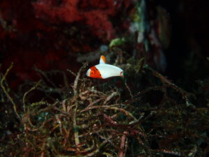 お盆休みたくさんのご来店ありがとうございます2025-8-17