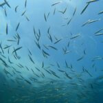 透明度回復!天気も回復! 川奈ビーチ2025-9-14